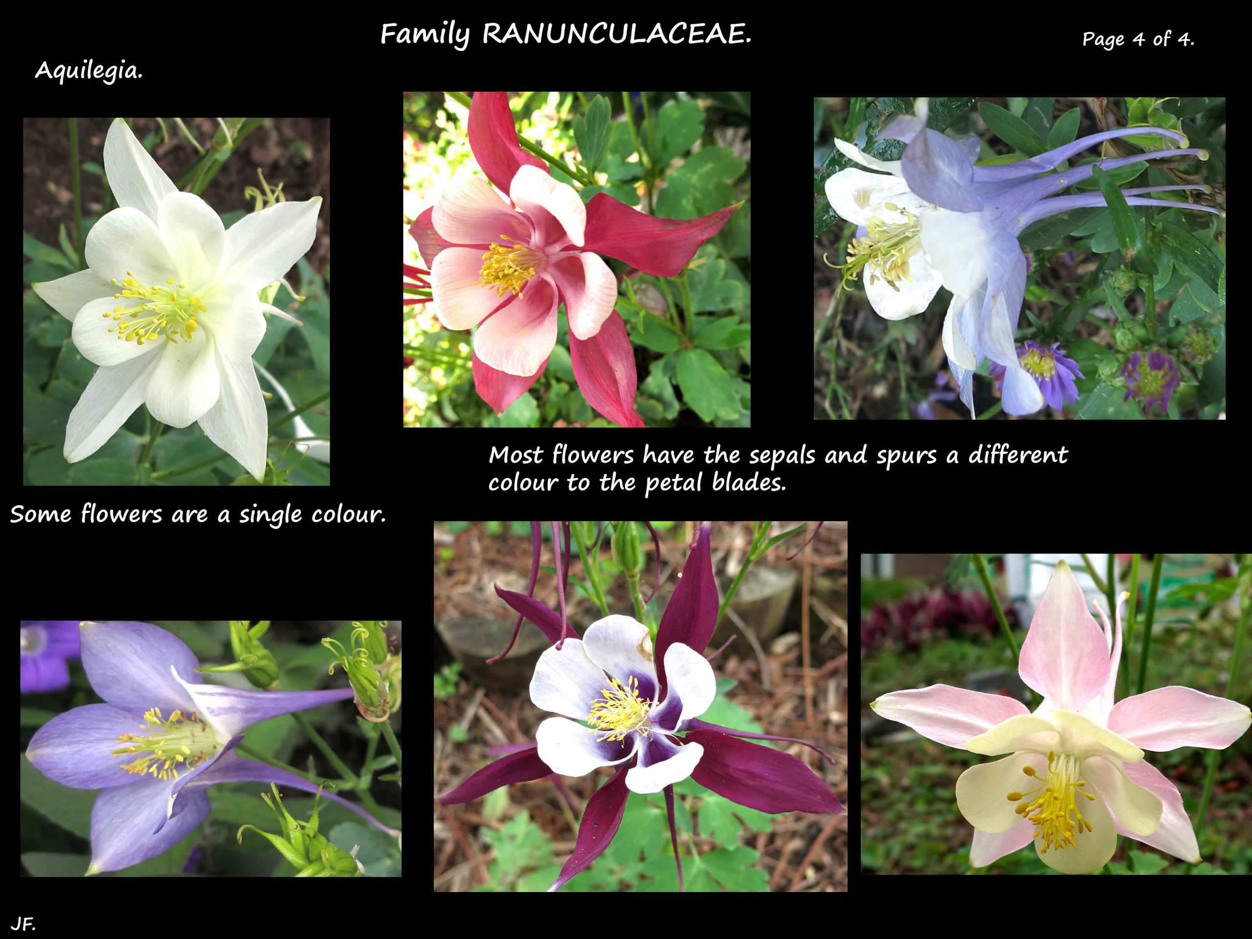 4 Columbine varieties